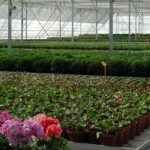 greenhouse seeds growing benches