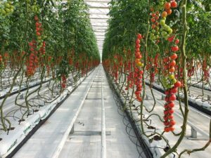 iran greenhouses tomato