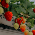 greenhouse hydroponic strawberry seeds