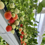 greenhouse hydroponic strawberry seeds