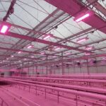 luces iluminación cannabis portugal juan francisco (11)