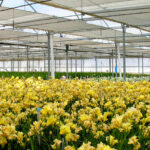 High-tech greenhouse for plant breeding and variety trials