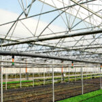 semillero invernadero multicapilla