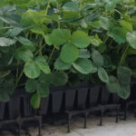 nursery seedbed