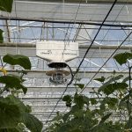 greenhouse ventilation