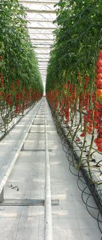 tomato research greenhouse