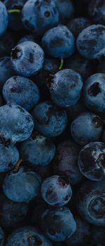 blueberries research greenhouse