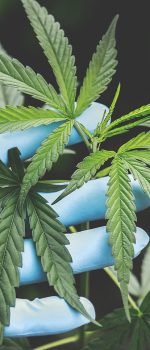 medical cannabis research greenhouse