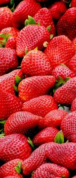 strawberries research greenhouse