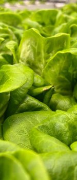 lettuce research greenhouse