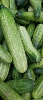 cucumber research greenhouse